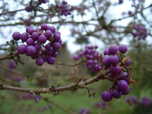 Advent_20041205_2