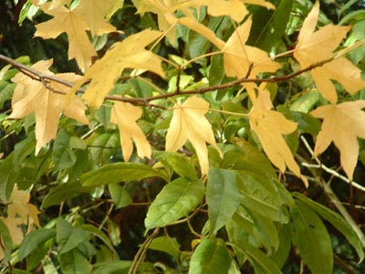 FallColours_20031102_16