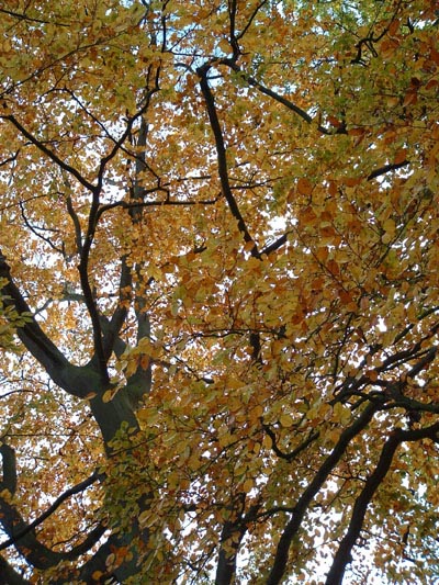 FallColours_20031102_41