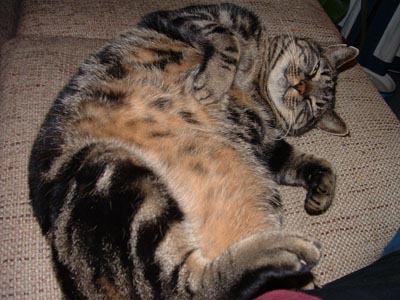 Pepper_20031105_02