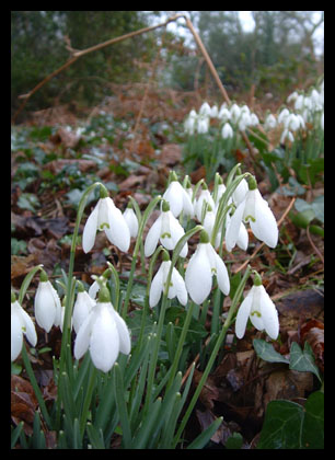 Snowdrops_20050205_44