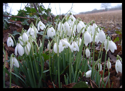 Snowdrops_20050205_48