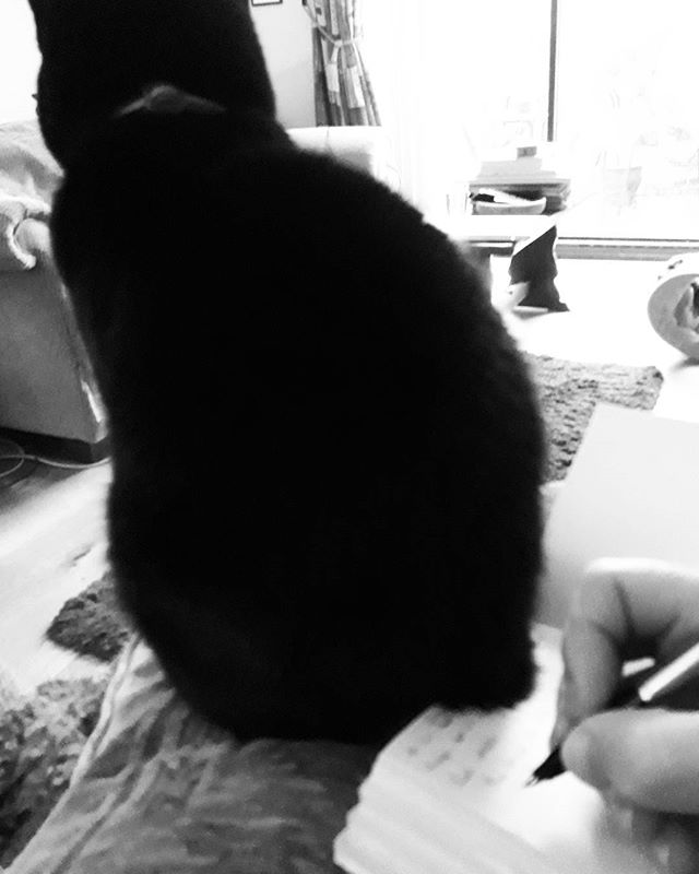 #amwriting is not always easy... ✒???????? #writersofinstagram #catsofinstagram