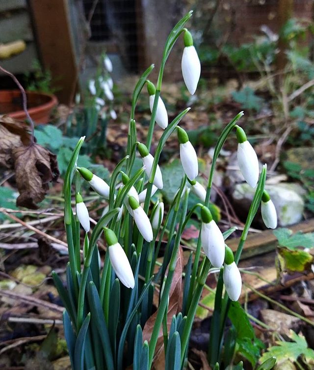 Signs of Spring...
#garden #SpringIsComing #SpringFlowers