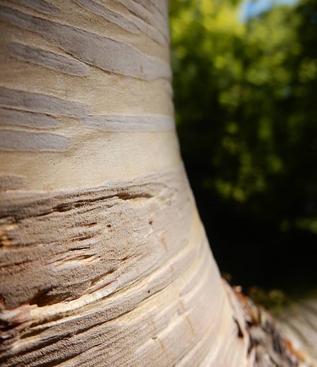 I've always loved silver birches... #trees #woods #woodland @evenleywoodgarden
