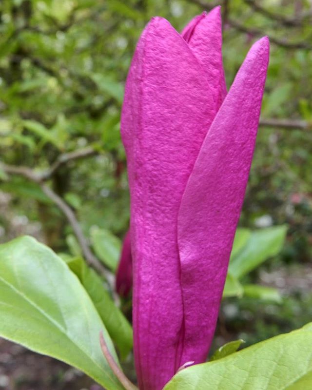 The thick-skinned magnolia...