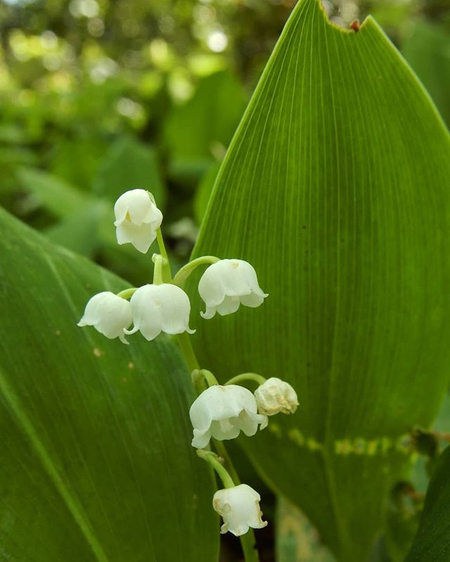 Lilly of the valley...
#woods #woodland #flowers @evenleywoodgarden