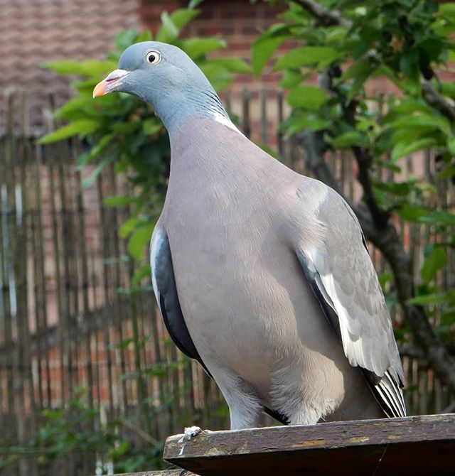 Hello, Mr Pigeon!