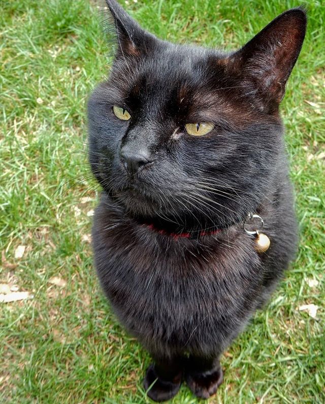 Look into my eyes...
(or, if you go down to the garden today...)