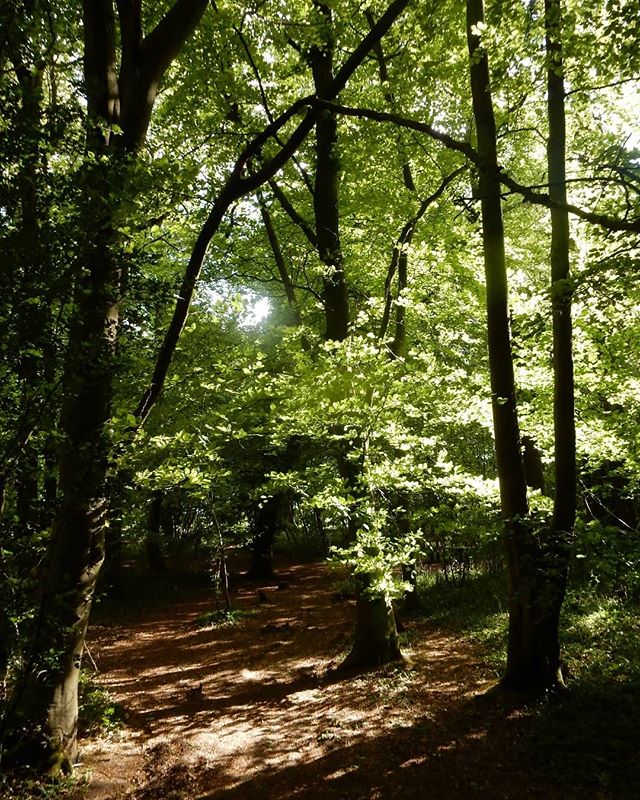 Woodland glade...